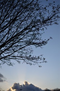 Silhouette 1