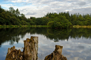 falcondale