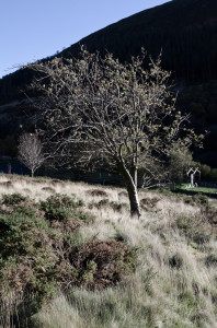 Winter Tree
